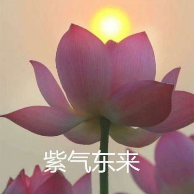 神宠应援红包版(暂未上线)v1.0.4 安卓版